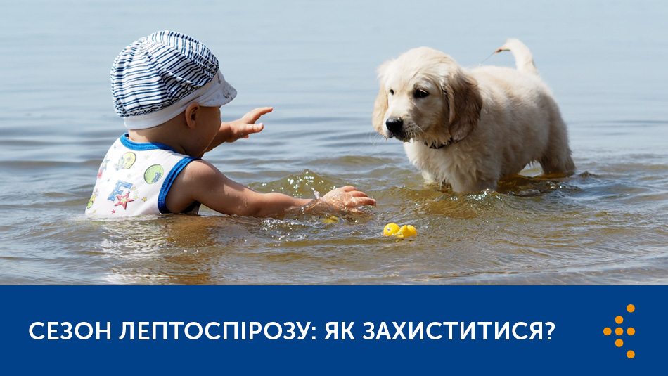 СЕЗОН ЛЕПТОСПІРОЗУ: ЯК ЗАХИСТИТИСЯ